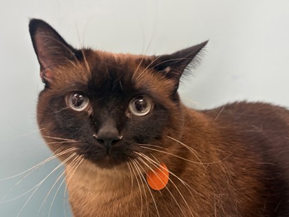 Cora