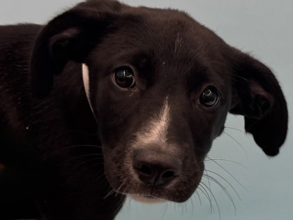 Nova