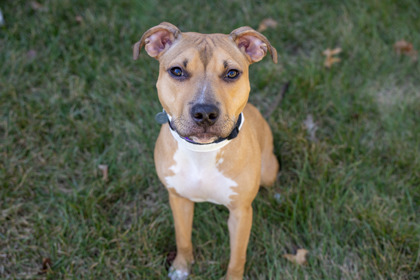 Wynnie, a Pit Bull Terrier Mix