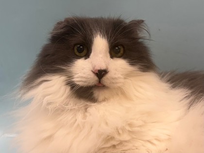 Mister Fluffy