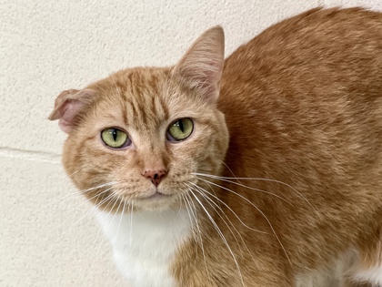Mewvallete