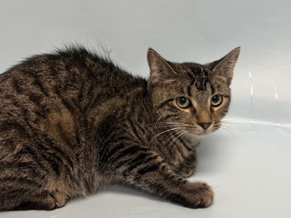 Evie, a Domestic Shorthair Mix