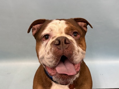 Tomater, a English Bulldog