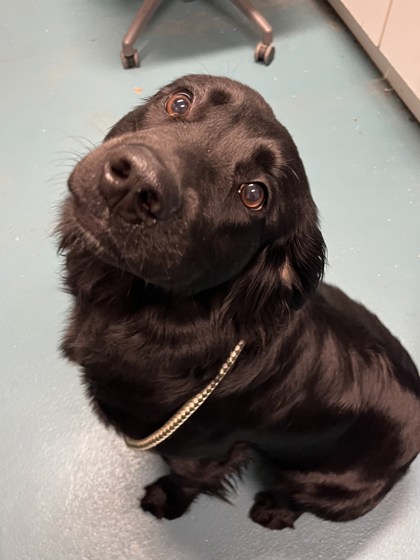 Labrador Retriever