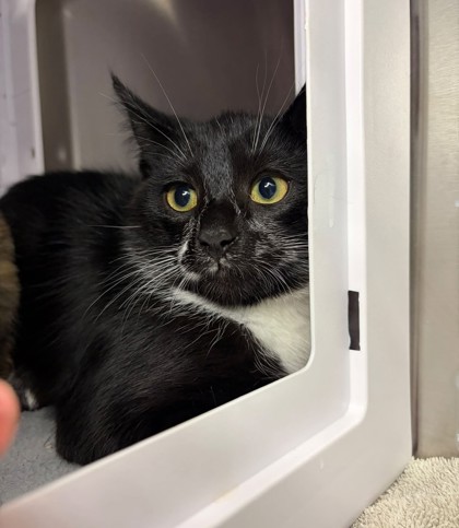 Roadhouse, a 4 months old Black Male Domestic Shorthair Cat