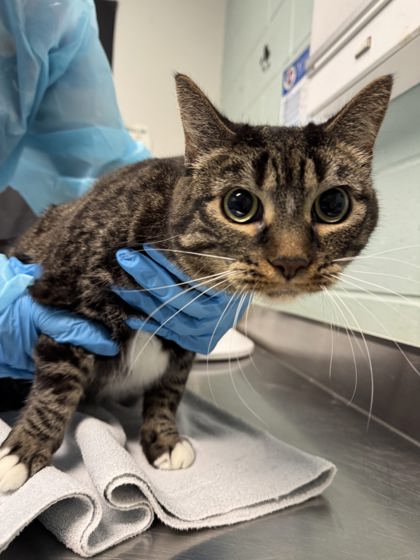 Baby, a 3 years old Brown Female Domestic Shorthair Cat