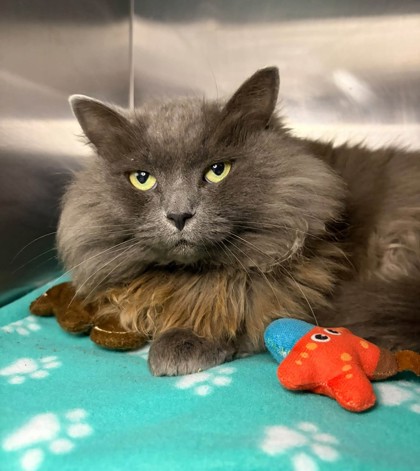 Arabella, a 4 years old Grey Female Domestic Medium Hair Cat