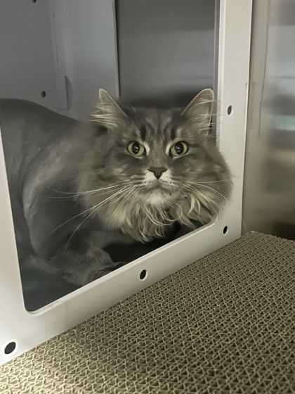 Tawny, a 6 years old Grey Female Domestic Longhair Cat