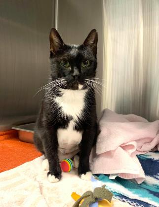 Ella, a 11 years and 11 months old Black Female Domestic Shorthair Cat