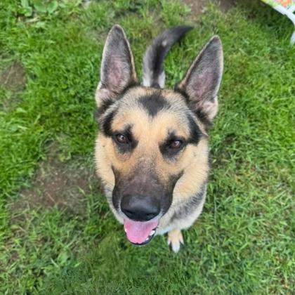 German Shepherd