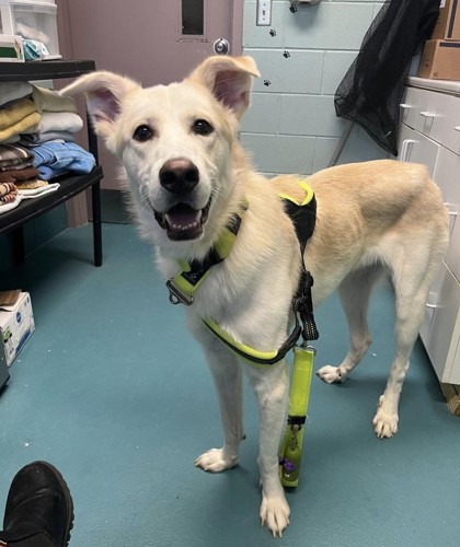 Bauer, a 5 years and 5 months old Blond Male Alaskan Husky Dog