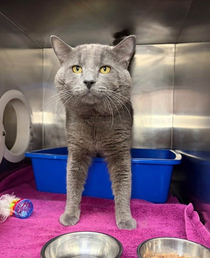 Hickory, a 4 years and 1 month old Male Domestic Shorthair Cat