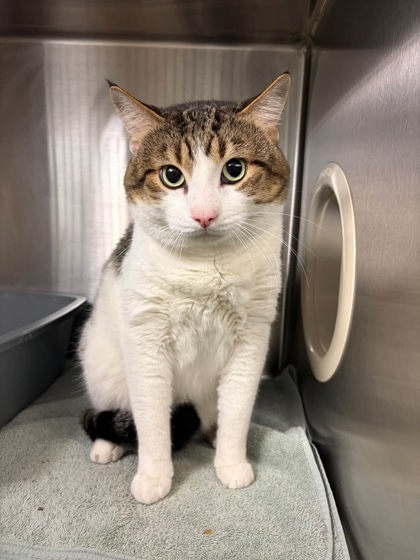 Luke, a 7 years old Brown Male Domestic Shorthair Cat