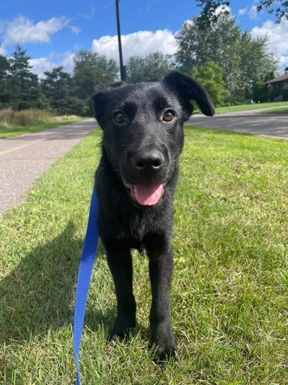 Dragon, a 3 months old Black Male Shepherd Dog
