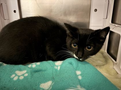 Chuck, a 4 months old Black Male Domestic Shorthair Cat