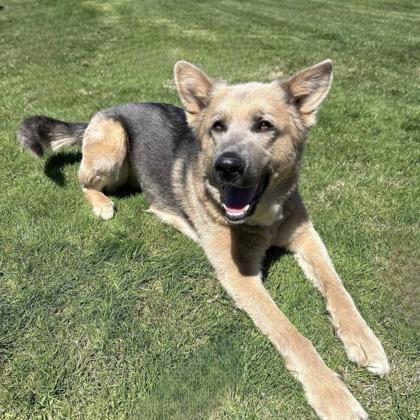 German Shepherd