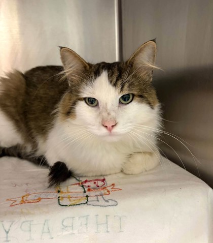 Spike, a 2 years old Brown Male Domestic Medium Hair Cat