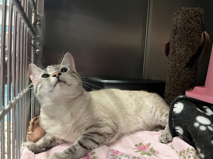 Hades, a 5 years and 2 months old Beige Male Domestic Shorthair Cat