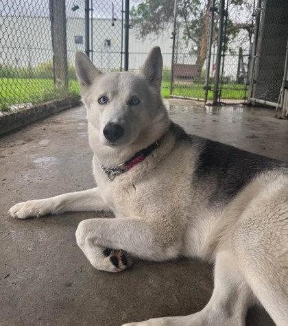 Athena, a 3 years old White Female Alaskan Husky Dog