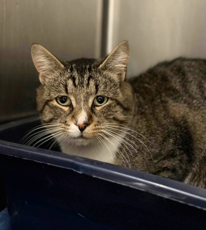 Arnold, a 2 years old Brown Male Domestic Shorthair Cat