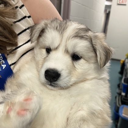 Siberian Husky