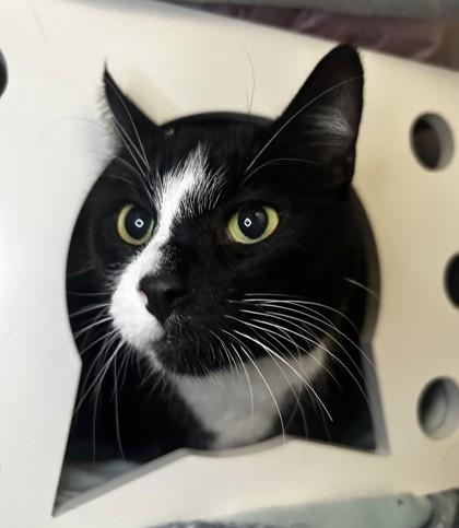 Steven, a 8 years and 4 months old Male Domestic Shorthair Cat
