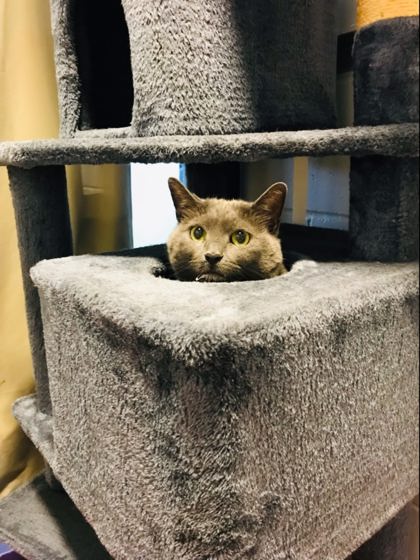 Monster, a 6 years and 7 months old Grey Female Domestic Shorthair Cat