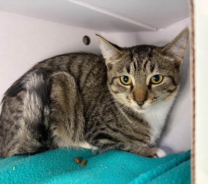 Fisher, a 3 months old Brown Female Domestic Shorthair Cat