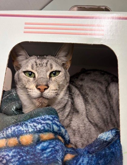 Riddle, a 10 years old Grey Female Savannah Cat