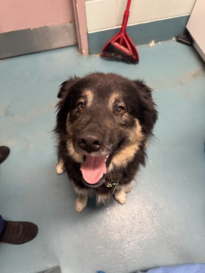 Moccasin, a 3 years old Brown Male Shepherd Dog