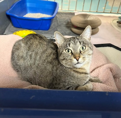 Cleopatra, a 2 years old Brown Female Domestic Shorthair Cat