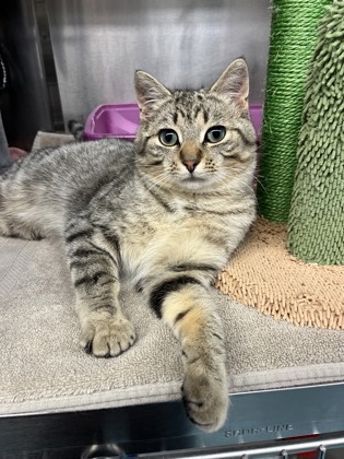 Jovi