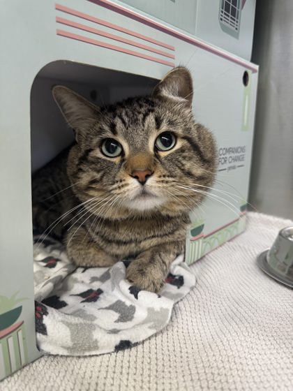 Tyrel, a 2 years old Brown Male Domestic Shorthair Cat