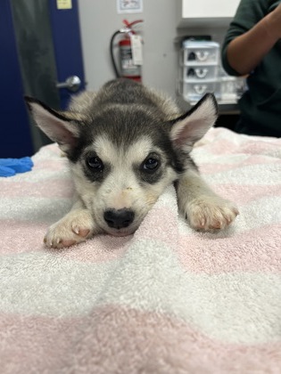 Alice, a 3 months old Grey Female Alaskan Husky Dog