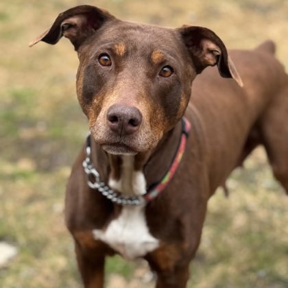 Doberman Pinscher