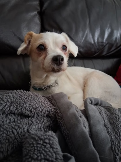 Terrier