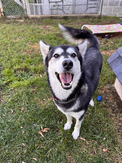 Oreo, a 1 year and 3 months old Black Female Alaskan Husky Dog