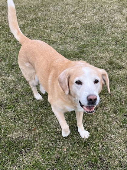 Labrador Retriever