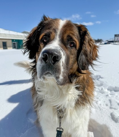 Saint Bernard