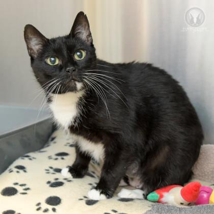 Ella, a 11 years and 11 months old Black Female Domestic Shorthair Cat