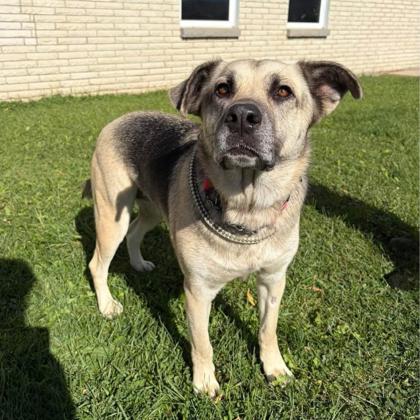 Nelly, a 5 years and 6 months old Female Shepherd Dog