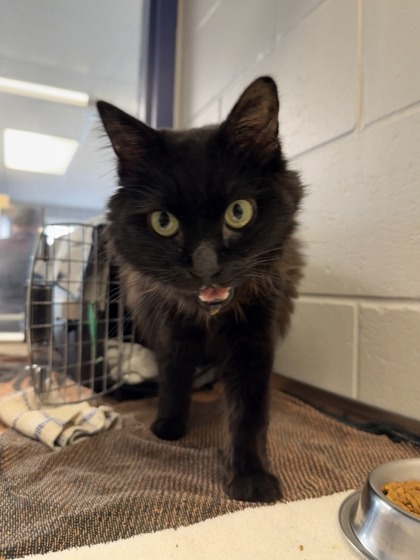 Tina, a 4 years and 6 months old Black Female Domestic Medium Hair Cat