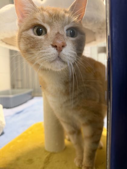 Derek, a 3 years old Orange Male Domestic Shorthair Cat