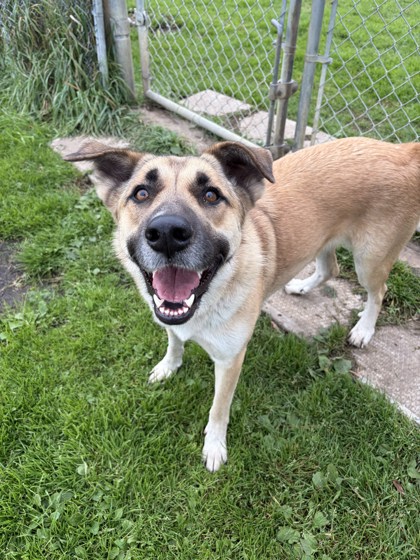 Lucky, a 2 years and 6 months old Tan Female German Shepherd Dog