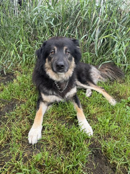 Moccasin, a 3 years old Brown Male Shepherd Dog