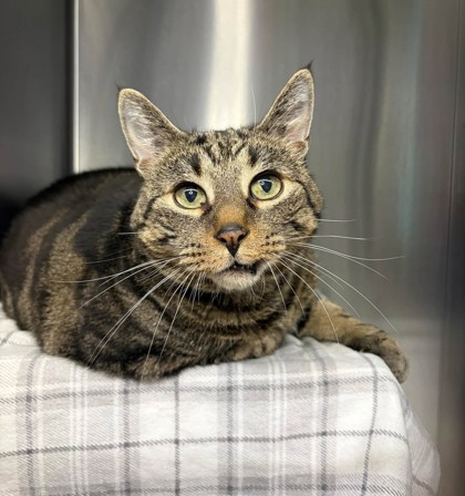 Purrcy, a 8 years old Male Domestic Shorthair Cat