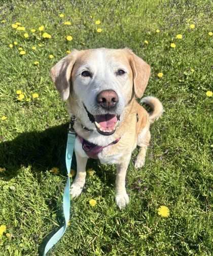 Labrador Retriever