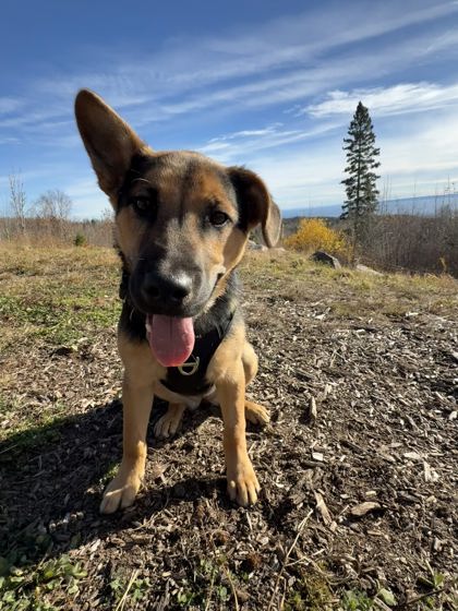 Juno, a 6 months old Black Female Shepherd Dog