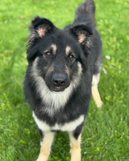 Bear, a 2 years old Black Male Alaskan Malamute Dog