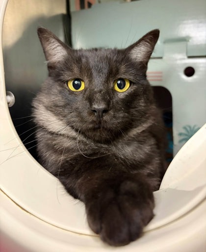 Nebula, a 3 years old Black Male Domestic Medium Hair Cat